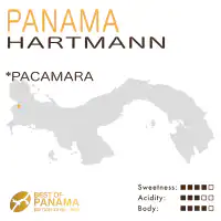 Panama – Chiriqui Hartmann (Natural) – Pacamara